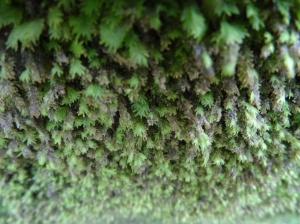 Close up of the ever enveloping moss. 