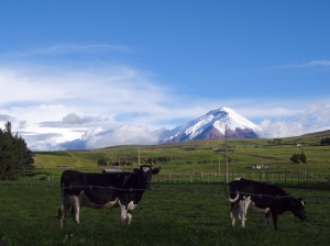 Cotopaxi. The volcano that tested our minds and bodies. 